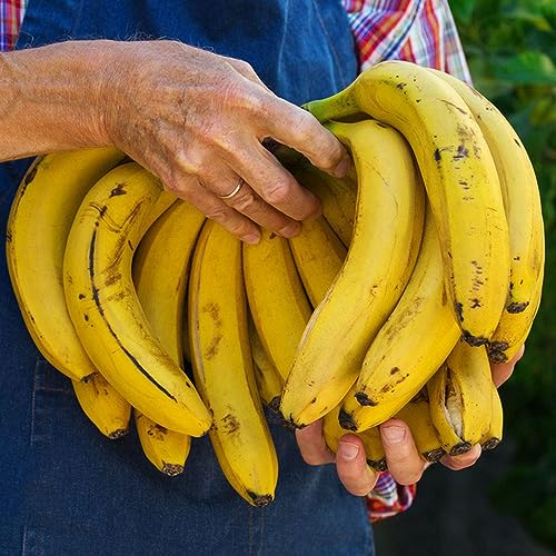 300 pcs bananenbaum winterhart samen, zimmerpflanze garden geschenke für ältere menschen bananensamen bananen samen,Musa sikkimensis, nachhaltige geschenke für frauen bonsai tree indoor