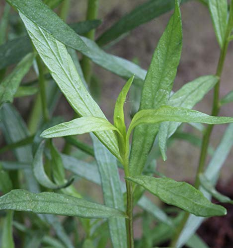 Deutscher Estragon French Terregon - Artemisia dracunculus - lebende Gartenpflanze aus den Baumschulen