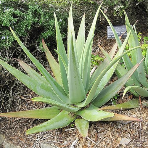 Aloe-Zwiebeln - Winterharte Sukkulenten für Gärten und Innenräume,Live Aloe Vera Plant-6 Pflanzen-H