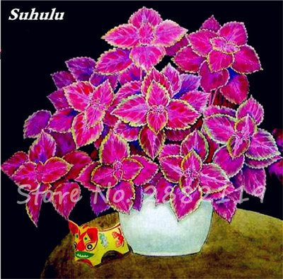 Bonsai coleus mixed seeds of leaf plants perfect arc colors flower beautiful light of the UP your personal garden of 120 pcs