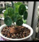 Gebirgsschildkrötenzwiebeln Winterhart Stephania-Pflanze Peperomioides Pflanzen