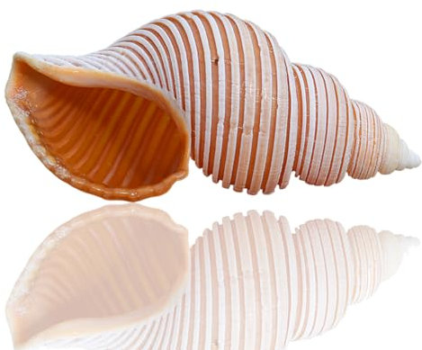 Coquille de mer naturelle. Coquillages naturels énormes, grande coquille de conque naturelle, grande conque naturelle de 8 à 10 Cm, idéale for une fête à thème sur la plage(9/10cm)