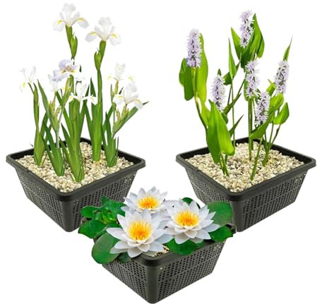 vdvelde.com - Witte Wasserpflanzen - - Weiße Seerose, Hechtkraut, Lis - 9 Pflanzen - Platzierung: -1 bis -100cm