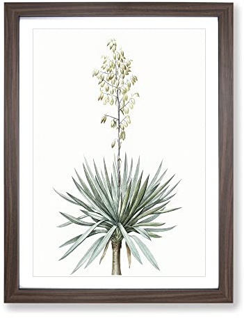 Adams Needle Yucca Flowers By Pierre Joseph Redoute Vintage Framed Print | A4 Walnut Framed Wall Art | Ready to Hang | Classic Floral Picture | Living Room Bedroom Lounge Office