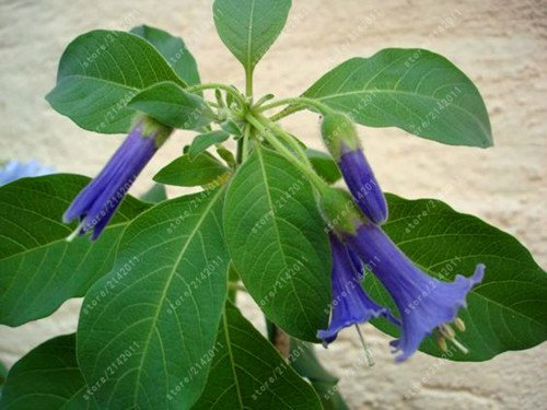 Brugmansia Semi, Brugmansia Nano Angelo Trombe Bonsai Semi di Fiori, RARA Pianta in Vaso per la casa giardino 11, Confezione da 100