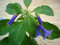 Brugmansia Semi, Brugmansia Nano Angelo Trombe Bonsai Semi di Fiori, RARA Pianta in Vaso per la casa giardino 11, Confezione da 100