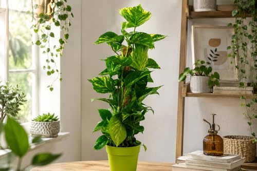 Goldene Efeutute Epipremnum aureum ca.70 cm Zimmerpflanze Rankpflanze mit Moosstab
