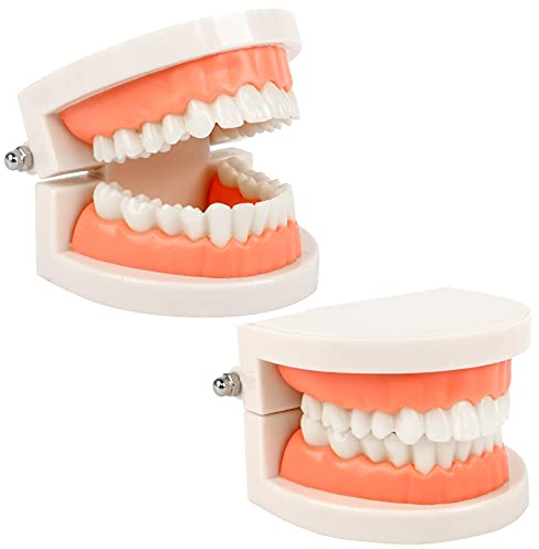 2 piezas Modelo de Demostración Dental Modelo de Dientes Estándar Modelo Dental Modelo de Enseñanza de Dientes para Enseñanza Dental,Cuidado Bucal
