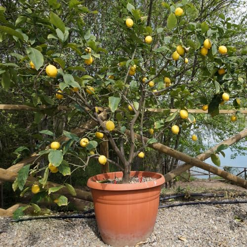 20 pcs zitronenbaum winterhart samen - exotische früchte topfpflanzen draußen winterhart zitrone, säulenobstbäume winterfeste pflanzen für balkon obstsamen zimmerpflanzen wenig lichtbedarf