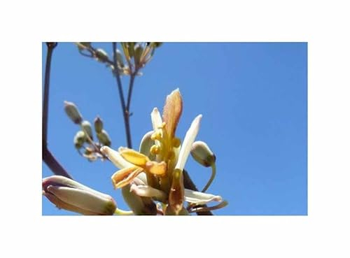 Stk - 2x Moringa rivae Baum Haus Garten Zimmer Pflanzen - Samen ID1692 - Seeds & Plants Shop by Ipsa