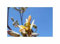 Stk - 2x Moringa rivae Baum Haus Garten Zimmer Pflanzen - Samen ID1692 - Seeds & Plants Shop by Ipsa