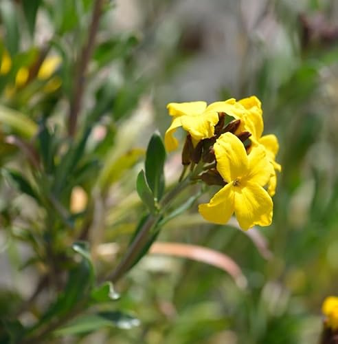 Goldlack Spring Feeling - Erysimum cheiri - lebende Gartenpflanze aus den Baumschulen