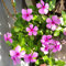 Vinca rosea, Madagaskar-Immergrün 30 Samen. Staude, bodendecker