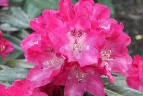 Rhododendron yakushimanum Julischka - Ball-Rhododendron 30-40