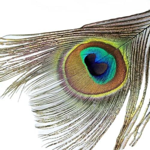 Bici 100 Stück Federn Zum Basteln Pfauenfedern Lang Pfau Deko Peacock Feather Federn Groß Pfauenfedern (25-30cm-groß)