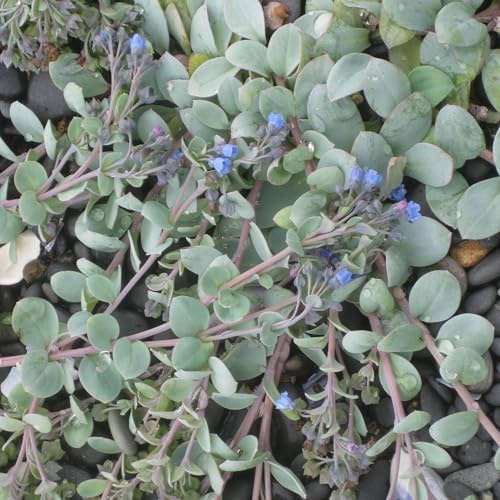 Vivai le Georgiche - Pianta vera di Mertensia maritima Stenhammaria maritima, Mertensia asiatica herba ostrica, Mertensia asiatica - vaso Ø 14 cm