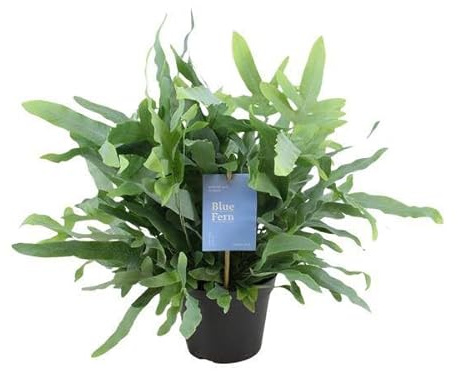 Blaufarn – Phlebodium Blauer Farn – Goldtüpfelfarn – Zimmerpflanze Ø14cm – ca. 40cm hoch – luftreinigende Farnpflanze für Zuhause & Büro – pflegeleichte Grünpflanze