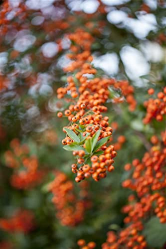 Pyracantha 'Teton' 60-80 cm - Feuerdorn, weiße Blüten, orange Beeren, Blütezeit Mai-Juni, ideal als Hecke, dornenreich, winterhart