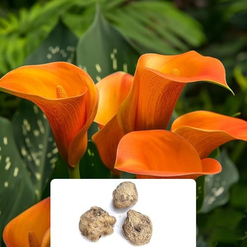 3 Orange Calla Lily Bulbs – Summer-Flowering Perennials – Perfect for UK Climate & Gardens – Easy to Plant for Vibrant Outdoor Displays