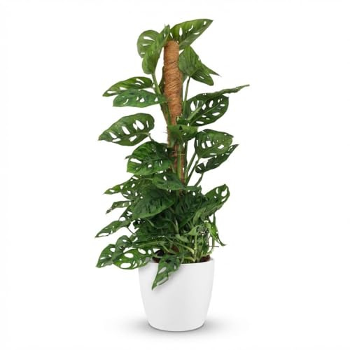 Monkey Mask - Monstera Andansonii Moos Rebe - Grün - Pflegeleicht - mit Potter White - 80-90cm - Ø19cm - Zimmerpflanze - Immergrün
