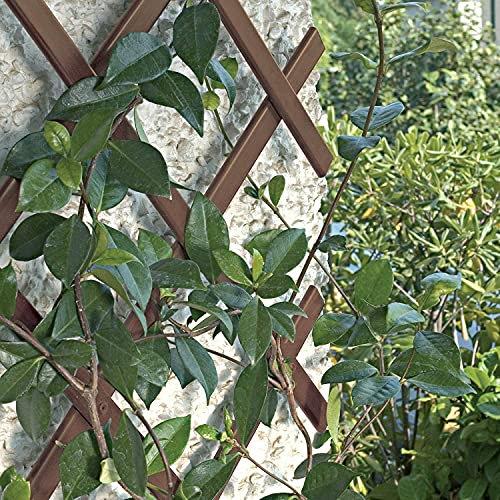 busybee Treillis de jardin extensible en plastique PVC Marron 180 x 40 cm 1,8 m