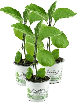 3er Set Aubergine Pflanze (Solanum melongena)