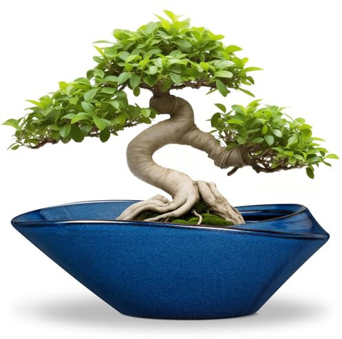 EPFamily Bonsai-Baumtopf – Keramik-Pflanztopf mit Ablaufloch, 30,5 cm, Bonsai-Töpfe, dekorative Orchidee, Sukkulenten, Blumentöpfe für Innen- und Außenbereich, Blau