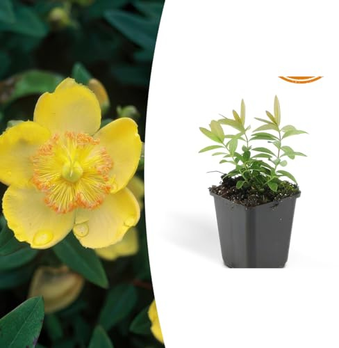 Hypericum calycinum | 24 pezzi - 10-25cm - Ø9cm - Pianta da giardino
