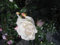 Rosa Weiße Wolke ® - Strauchrose Weiße Wolke ® - Kordes Rose