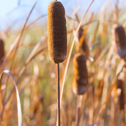 Zwergrohrkolben, kräutergarten kräuterpflanzen Rohrkolben Typha orientalis, gartendeko für draußen teichpflanzen wasserpflanzen wasserpflanzen teich winterhart 80Samen