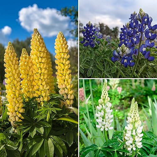 1000 Samen Lupine Mix Blau Weiß Gelb Wildblume Dünger Bienen Schmetterlinge