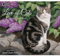 LANG Love Of Cats 2025 Wandkalender (25991001926)