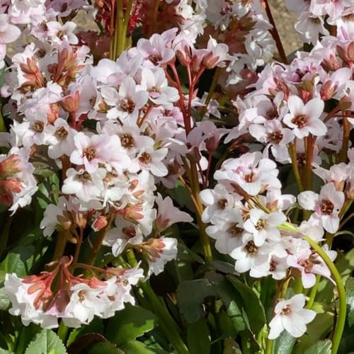 Bergenia 'Fire & Ice' – Evergreen Ground Cover, White Bell-Shaped Flowers & Dark Pink Calyces – 1x or 3X 9cm Pots by Thompson and Morgan