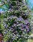 Clematis alpina 80-100 cm - Alpen-Waldrebe, blaue Blüten, Blütezeit April-Mai, ideal für Rankgerüste, winterhart und pflegeleicht