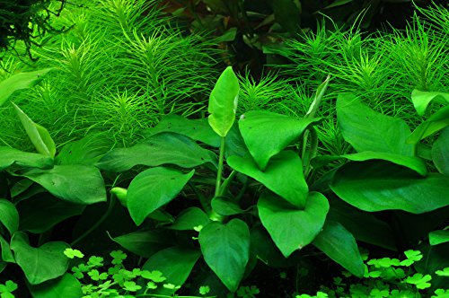 Tropica Anubias barteri var nana