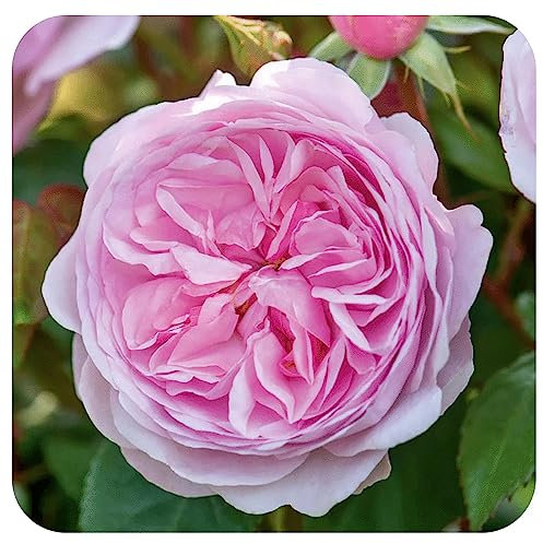 David Austin Olivia Rose - English Garden Rose Bush in 3ltf Pot