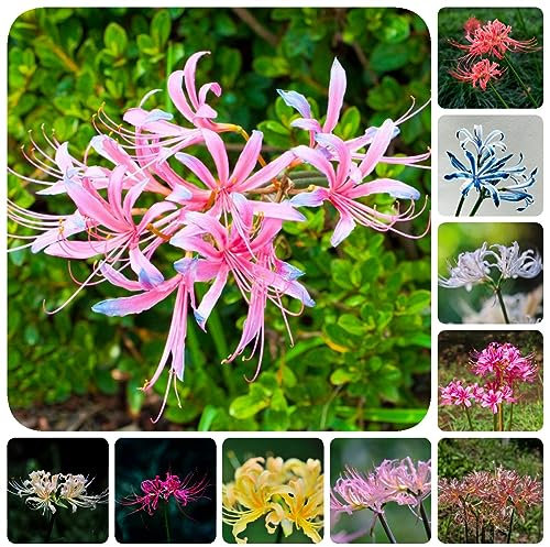 10 piezas bulbos de lirio de araña, plantas exóticas resistentes, decoración de jardín para exterior cebolla lycoris radiata, jardín regalos balcón flores, plantas en macetas fuera