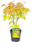 Bloomique - Acer Palmatum Orange Dream - Japanischer Ahorn - Orangefarbenes Laub - Gartenpflanzen - Winterhart - 20-30 cm Hoch - Topf 10,5 cm