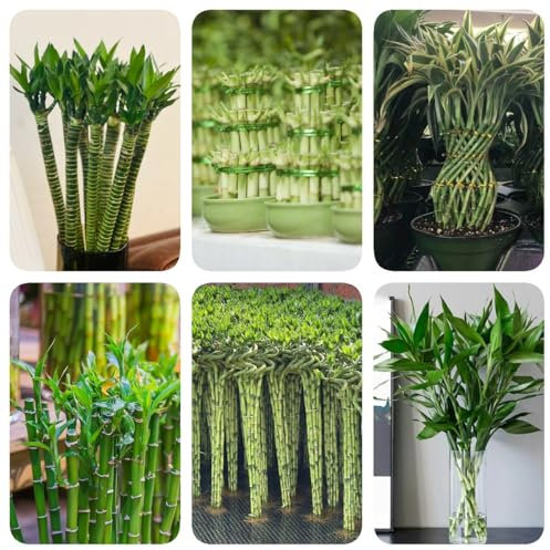 100 pcs Glücksbambus Kaufen Samen topf pflanze gartenpflanzen winterhart mehrjährig Glücksbambus Samen - Dracaena sanderiana - garten geschenke für frauen bäume kaufen, pflanze saatgut,