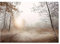 WallArena - Vlies Fototapete Bäume Nebel Wald Landschaft Natur Wiese Gras 208x146 cm - Fototapeten - Tapeten - für Wohnzimmer Schlafzimmer - Vliestapete Wandtapete Tapete 3D Effekt- inkl. Kleister