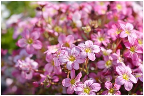 Stauden Gänge 1 x Saxifraga x arendsii 'Ice Colours Appleblossom' Rosa Moos | Winterharter Bodendecker für Sonne bis Halbschatten, Blüte April bis Mai, mehrjährig, 9x9 cm Topf