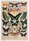 Adolphe Millot Poster mit Papillon II, Vintage-Stil, französisches Schmetterling-Motiv, für Zimmer, ästhetische Geschenke für Frauen, Leinwandkunst, Poster und Wandkunst, Kunstdruck, moderne Familie,