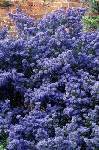 Ceanothus Puget Blue Approx 50cm Tall Hardy Evergreen Californian Lilac 2 Litre - RHS Award of Garden Merit