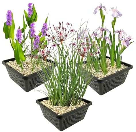 vdvelde.com - Rosa Wasserpflanzen - - Rosa Hechtkraut, Lis, Schwanenblume - 12 Pflanzen - Platzierung: -1 bis -10cm