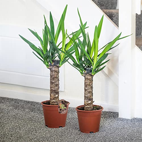 Easy Plants Yucca - Pianta da pavimento sempreverde, 2 grandi piante da appartamento con elefantipi, decorazione da interni in vaso