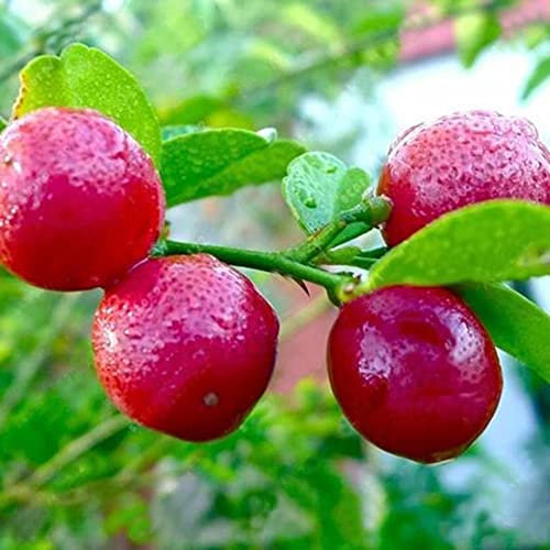 Haloppe 20 Pz Semi Di Limone Per La Piantagione Del Giardino Domestico, Semi Di Limone Rosso Albero Nano Bonsai Frutta Giardino Domestico Pianta All'aperto