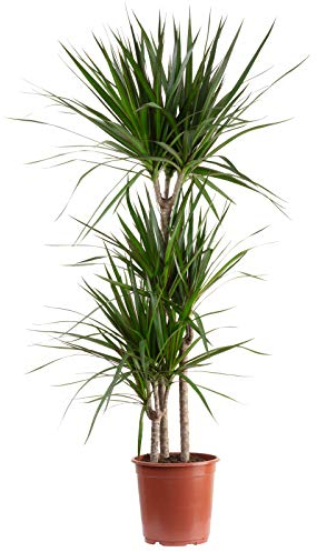 Dragonnier marginé 3 troncs - plante d'intérieur facile d'entretien, Dracaena marginata - hauteur env. 120 cm, pot-Ø 21 cm
