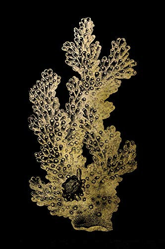 Queence Goldserie Natur 40x60 cm | Acrylglasbild mit Blattgold veredelt | Wandbild Glasbild Acrylbild Rahmenlos | Natur | Druck auf Acrylglas | Goldveredelung | Größe: 40x60 cm