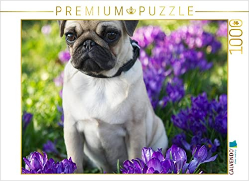 CALVENDO Puzzle Mops Welpe | 1000 Teile Lege-Größe 64 x 48 cm Foto-Puzzle für glückliche Stunden