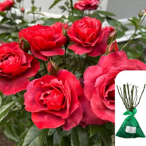 1 x Climbing Rose Dublin Bay – RHS Award-Winning Red Rose -Fragrant, Long-Lasting Blooms, Ideal for Trellises, Fences & Walls - When Only The Best Will Do - Top Grade “A” Roses